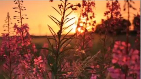 دانلود فوتیج غروب آفتاب از لابه لای گل ها