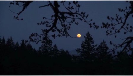 فوتیج ویدیویی ماه از داخل جنگل
