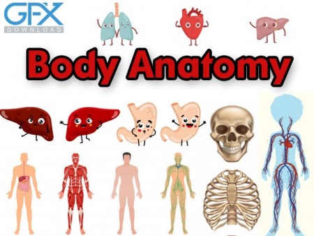 وکتور آناتومی بدن Body Anatomy