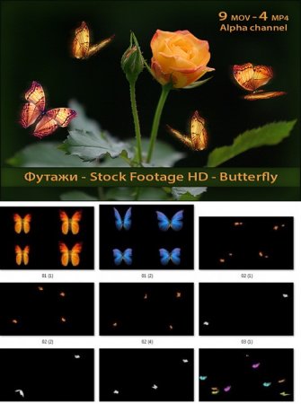 جدیدترین فوتیج کروماکی پروانه برای تدوین ویدیو
