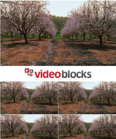 دانلود فوتیج زیبای شکوفه های درخت