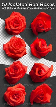 مجموعه طرح لایه باز فتوشاپ رایگان گل رز Red Roses