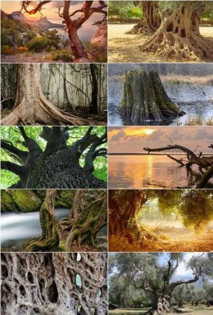 دانلود مجموعه عکس های استوک با موضوع درختان قدیمی و کهنسال