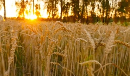 دانلود فوتیج آماده مزرعه Wheat Field Sunset