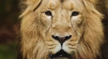 فوتیج آماده پرتره شیر Portrait Of Male Lion