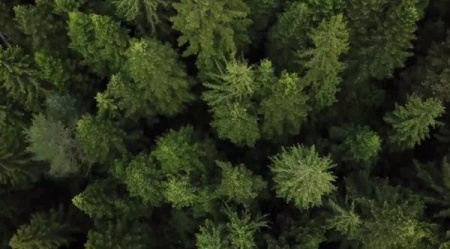 دانلود فوتیج هوایی از جنگل