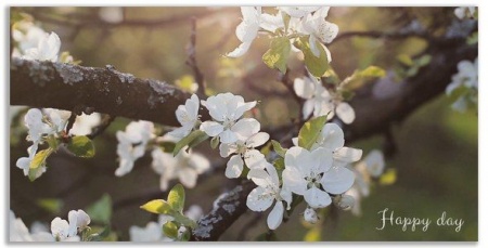 پروژه آماده افتر افکت آلبوم عکس