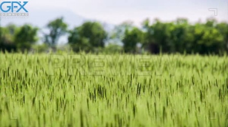 دانلود فوتیج طبیعت از مزرعه گندم سبز