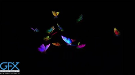 فوتیج کروماکی پروانه های رنگین کمانی