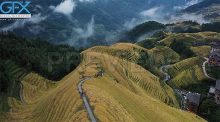 فوتیج نمای هوایی از مزارع برنج