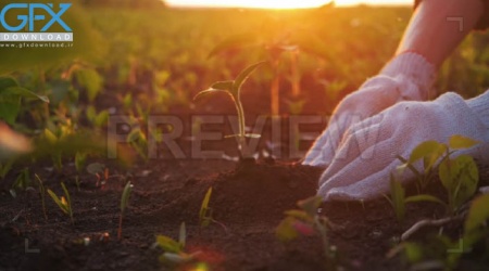 فوتیج باغبان زن در حال کاشت نهال