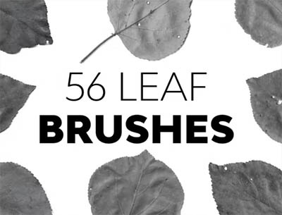 دانلود 56 براش برگ Leaf Brushes