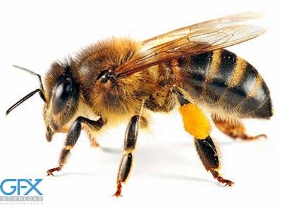 افکت صوتی صدای زنبور Bee Buzzing