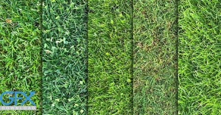دانلود تکسچر چمن و فضای سبز