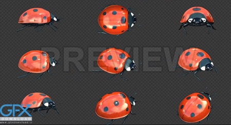 فوتیج کروماکی مجموعه کفشدوزک