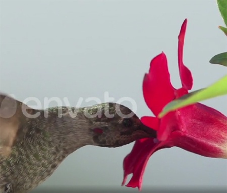 فوتیج اسلوموشن مرغ مگس‌خوار