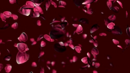 دانلود فوتیج کروماکی گل رز برای ادیت