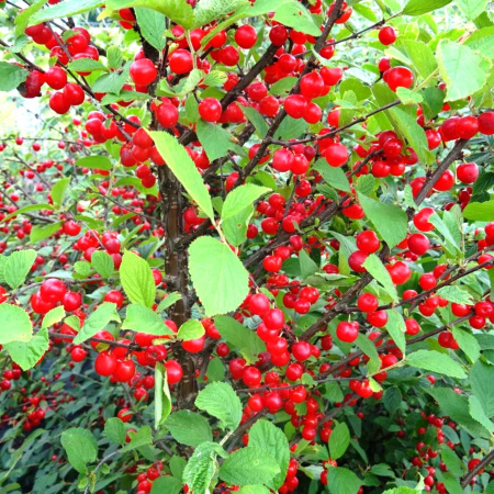 تجارت پر سود آلبالو از باغ تا بازار