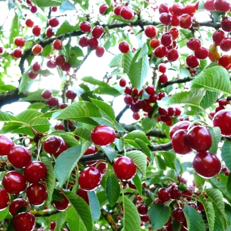 بسته‌بندی محصول آلبالو و صادرات آن