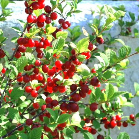 فروش آلبالو به کارخانجات صنایع غذایی