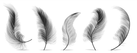 وکتور پر Feathers set