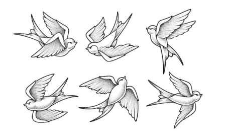 وکتور پرنده پرستو swallow set