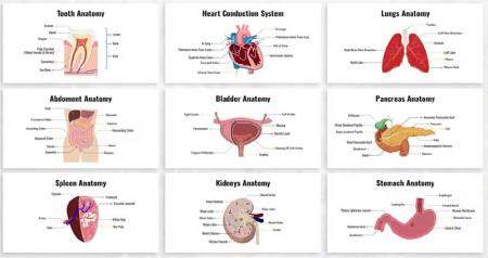 دانلود قالب پاورپوینت کلیه Biology