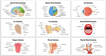 تم پاورپوینت کلیه Biology