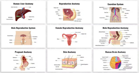 قالب پاورپوینت پزشکی کلیه Biology