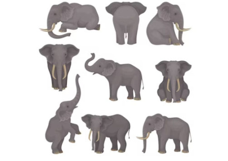 دانلود وکتور فیل elephants set