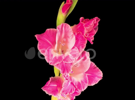 فوتیج تایم لپس باز شدن گل صورتی