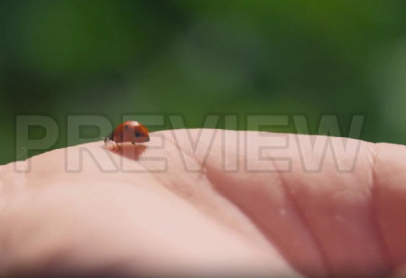 فوتیج آماده کفشدوزک بر روی دست Ladybug On A Hand