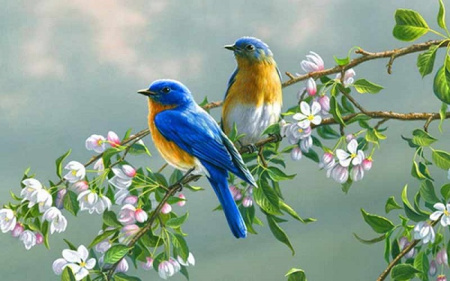 افکت صوتی پرنده، صداهای پرندگان در طبیعت