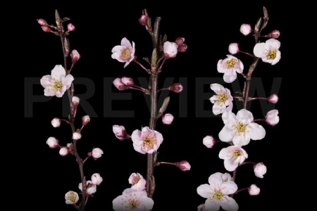 فوتیج تایم لپس شکوفه کردن درخت زردآلو