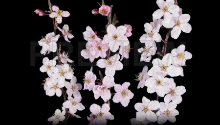 فوتیج تایم لپس رشد شکوفه درخت زردآلو