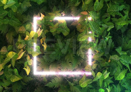 فوتیج بک گراند گیاهان سرخس با قاب درخشان