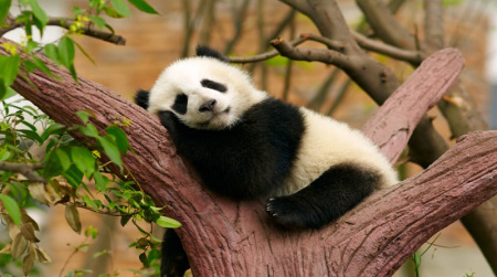  عکس کارتونی پاندا