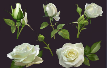 وکتور گل رز سفید