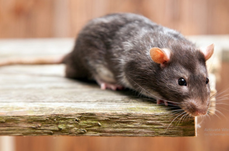 عکسهای موش خانگی