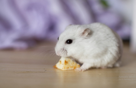 عکس موش خانگی سفید