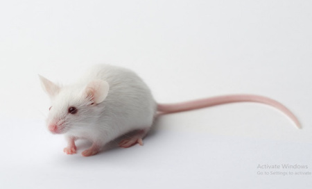 عکس موش در خانه