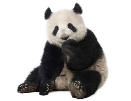  عکس کارتونی پاندا