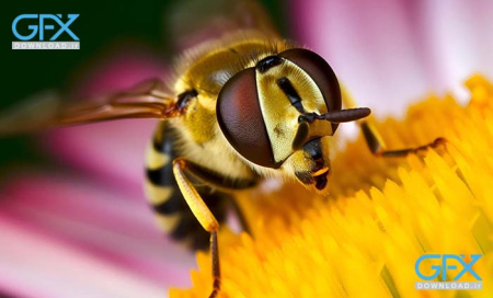 مجموعه صدای زنبور✔️دانلود افکت صوتی زنبور عسل
