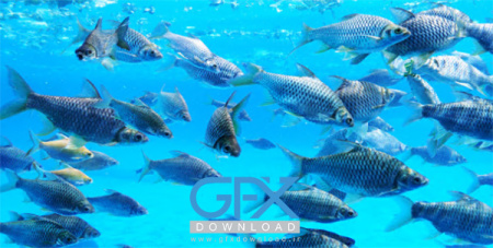 عکس ماهی در دریا