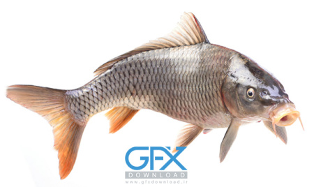 عکس ماهی بزرگ