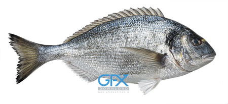 عکس بهترین ماهی ها