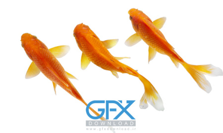 عکس ماهی گلی