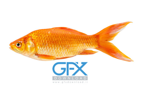 عکس ماهی گلی کوچک