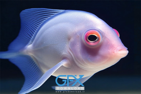 عکس بهترین ماهی جهان