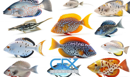 عکس ماهی زیبا